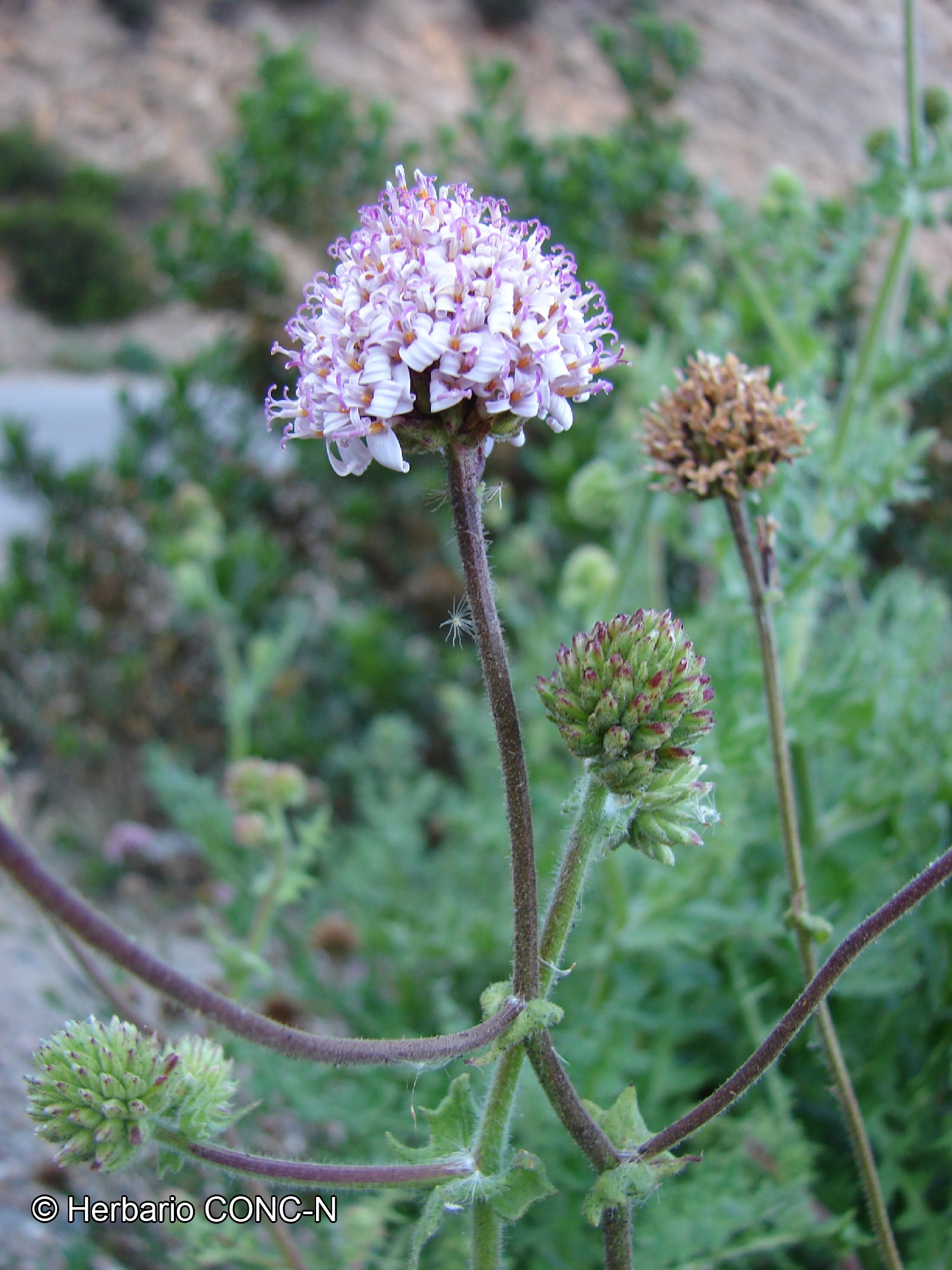 Polyachyrus sphaerocephalus [Imagen de galería: 29789]