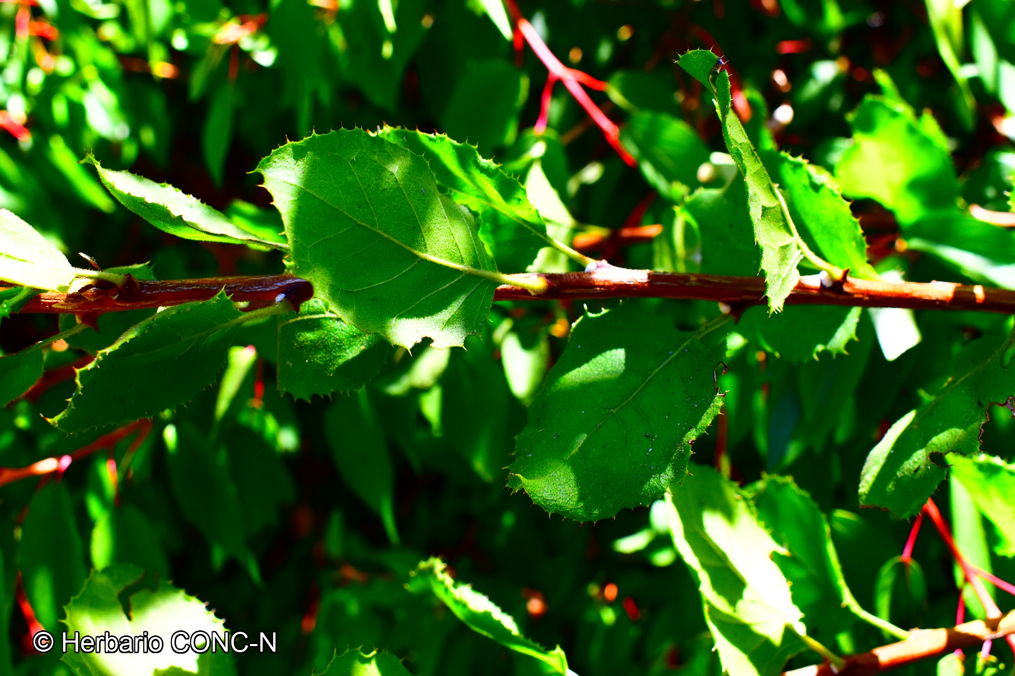 Proustia pyrifolia [Imagen de galería: 29791]
