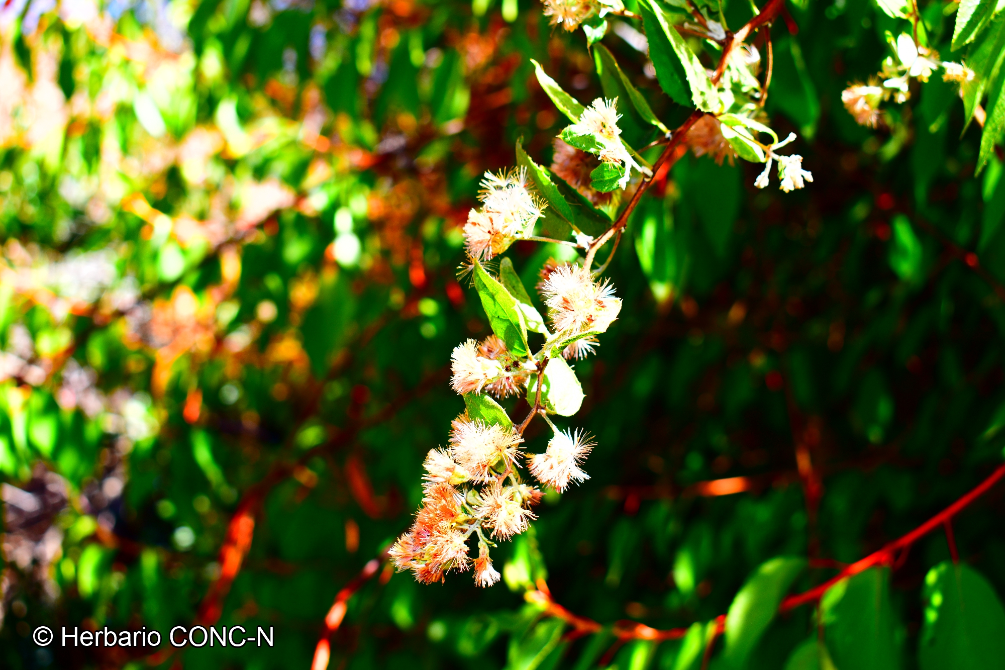 Proustia pyrifolia [Imagen de galería: 29792]