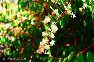 Proustia pyrifolia [Imagen de galería: 29792]