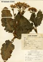 Iocenes virens [Imagen de galería: 29805]