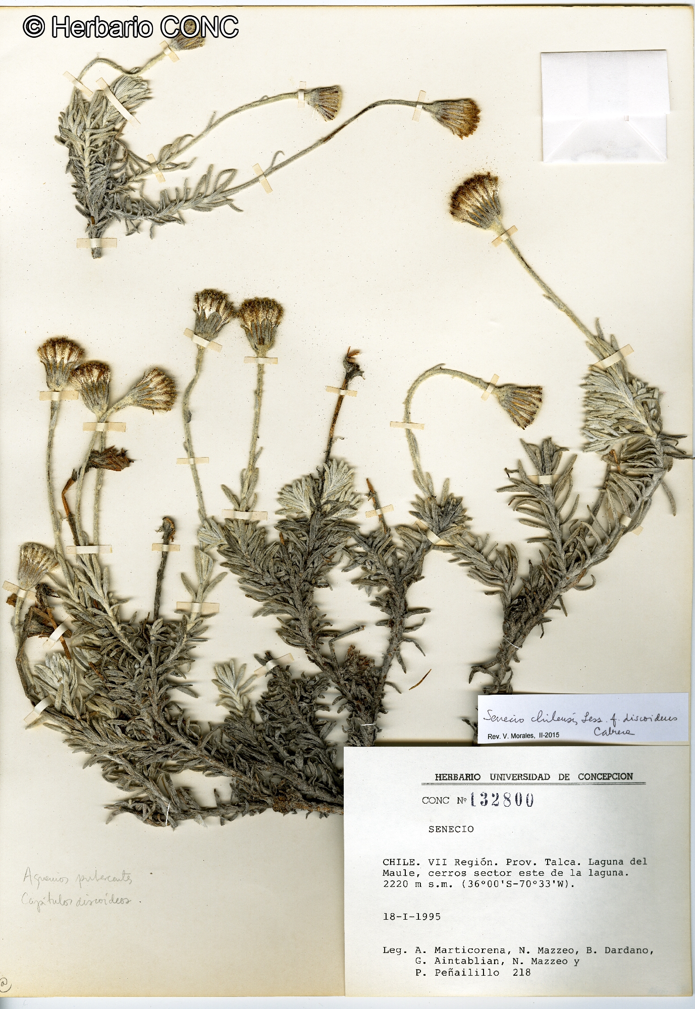 Senecio chilensis fma. discoideus [Imagen de galería: 29106]