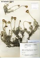Senecio chilensis fma. discoideus [Imagen de galería: 29106]