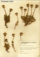Senecio clarioneifolius [Imagen de galería: 29111]