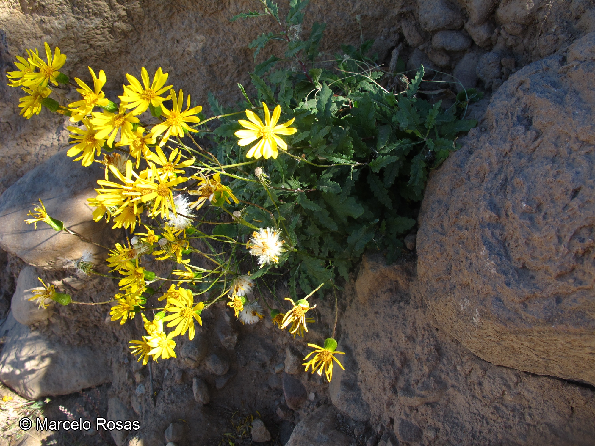 Senecio coscayanus [Imagen de galería: 29116]