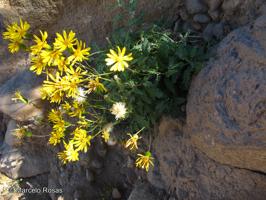 Senecio coscayanus [Imagen de galería: 29116]