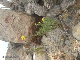 Senecio crepidioides [Imagen de galería: 29117]