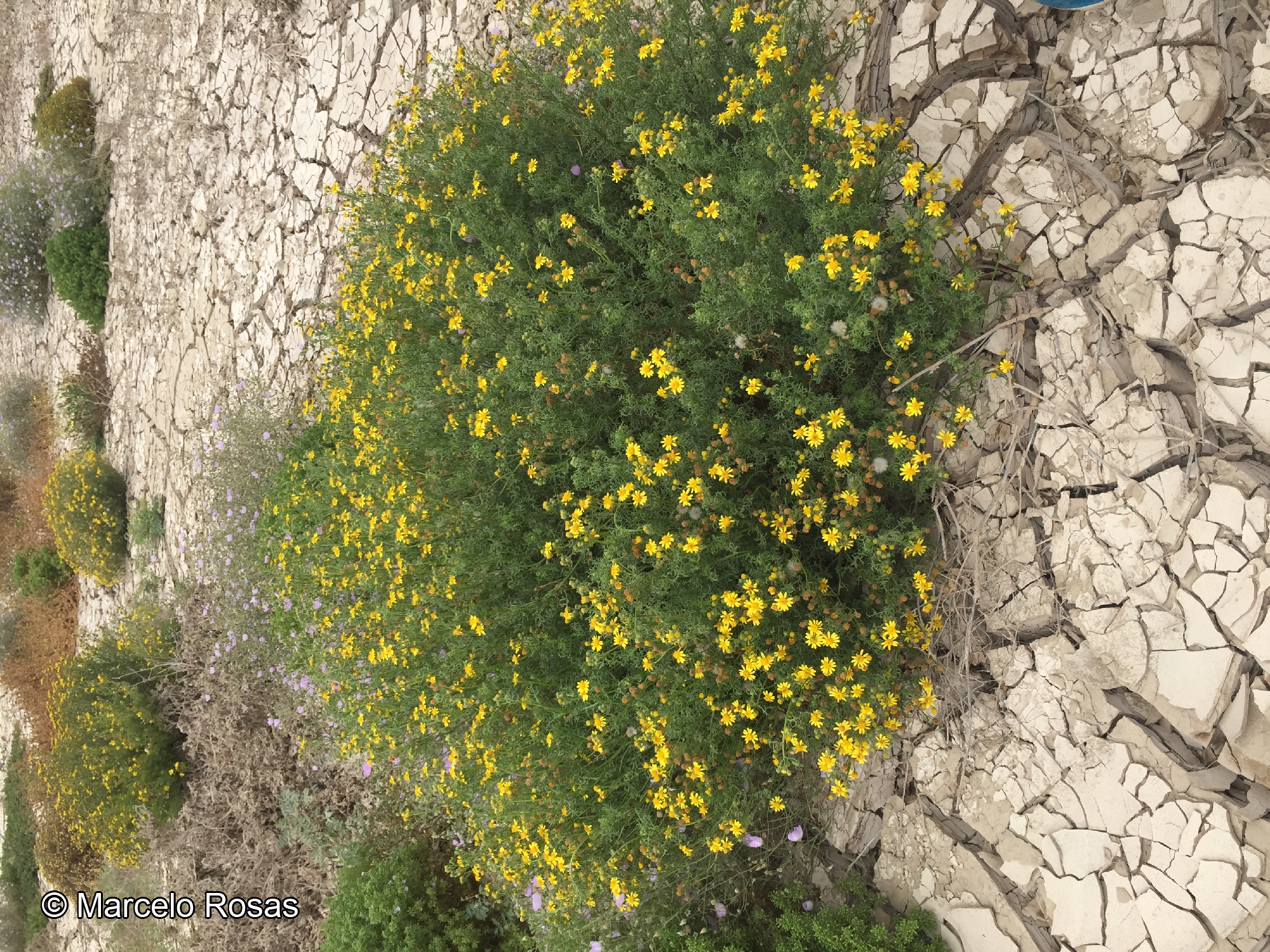 Senecio crepidioides [Imagen de galería: 29118]