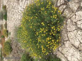 Senecio crepidioides [Imagen de galería: 29118]