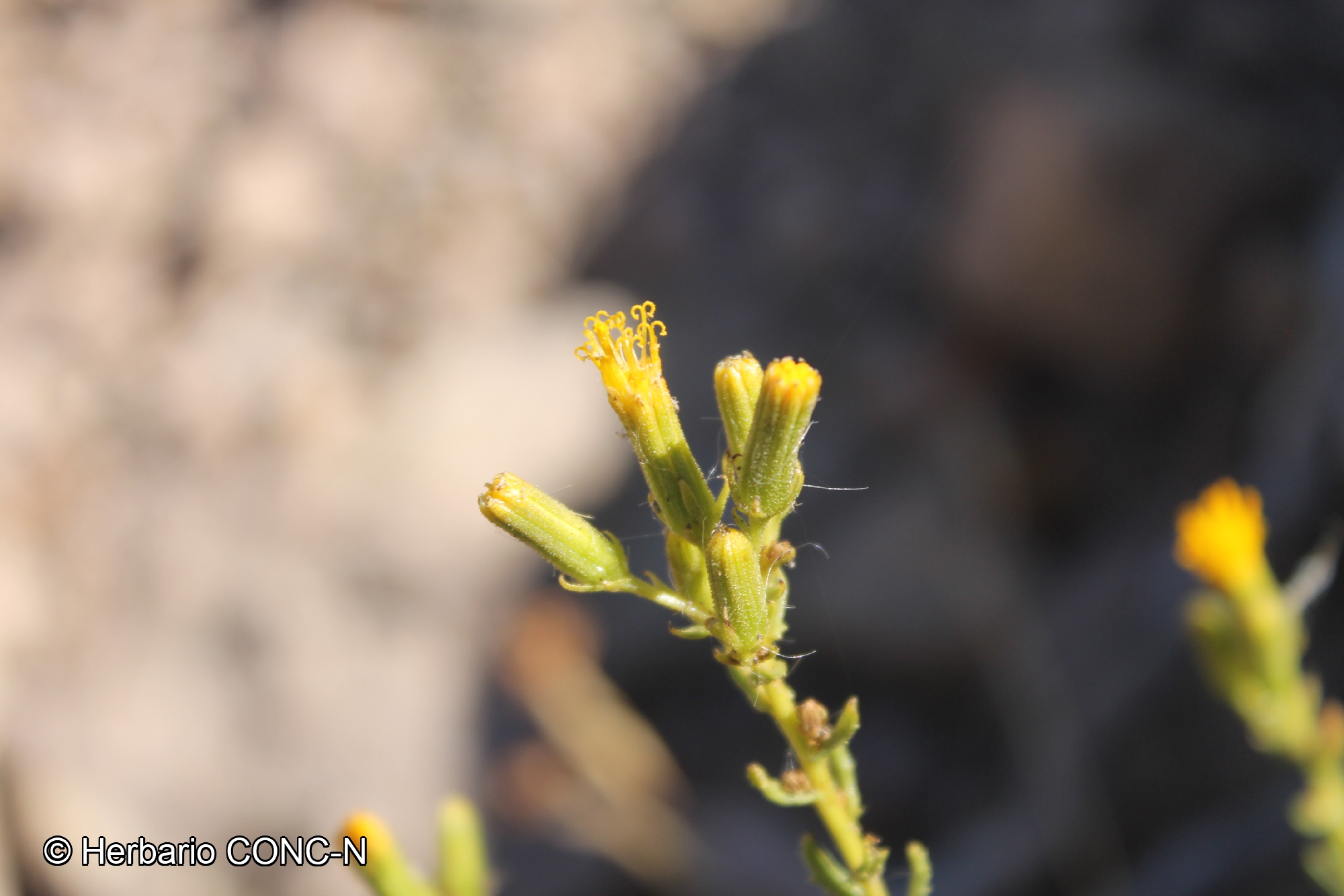 Senecio davilae [Imagen de galería: 29122]
