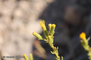 Senecio davilae [Imagen de galería: 29122]