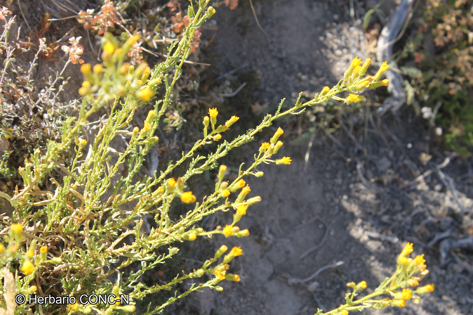 Senecio davilae [Imagen de galería: 29123]