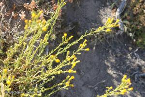 Senecio davilae [Imagen de galería: 29123]