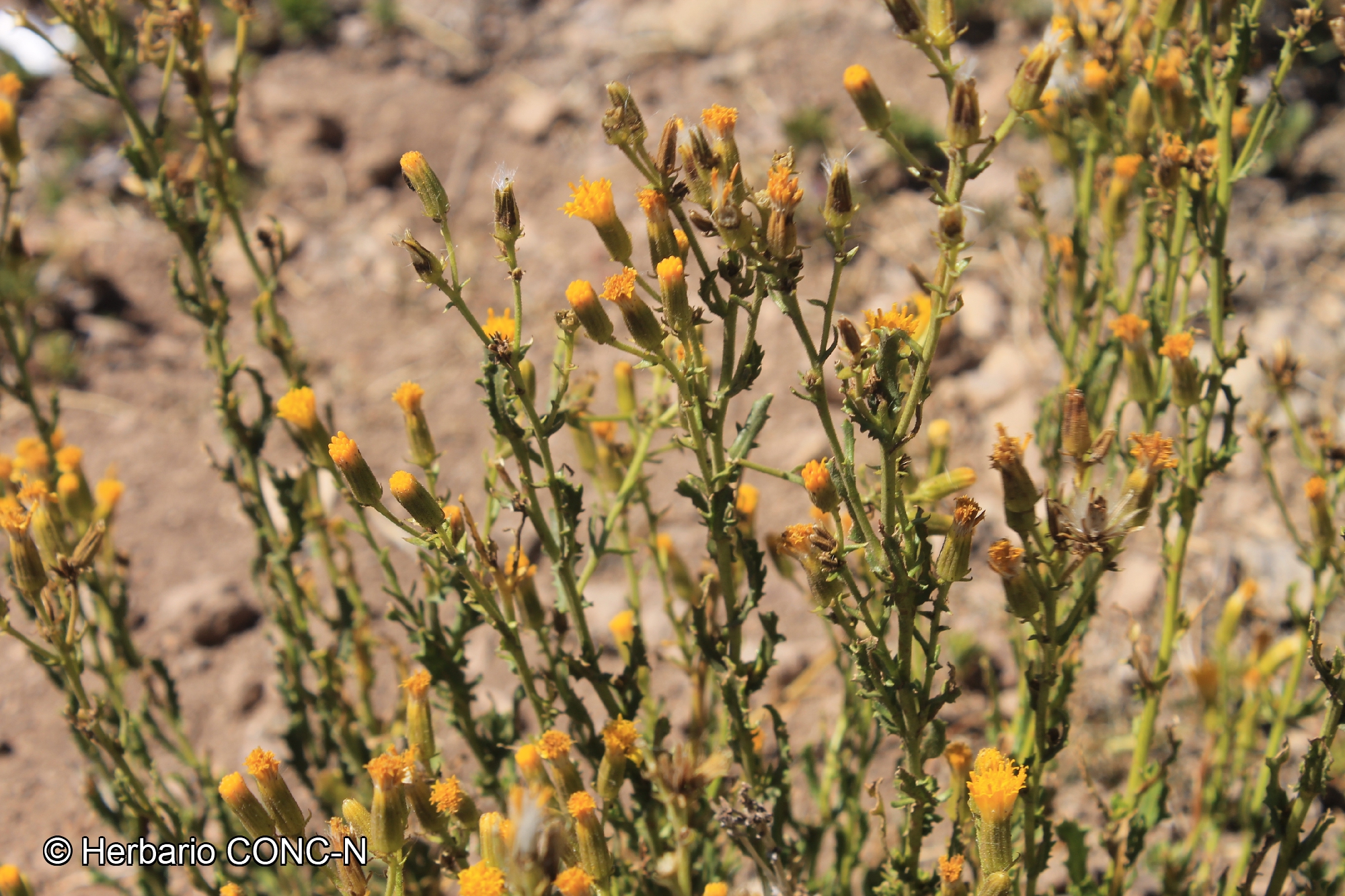 Senecio davilae [Imagen de galería: 29124]