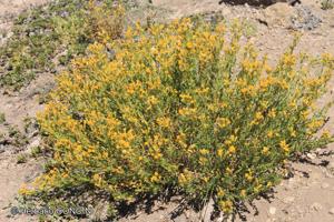 Senecio davilae [Imagen de galería: 29125]