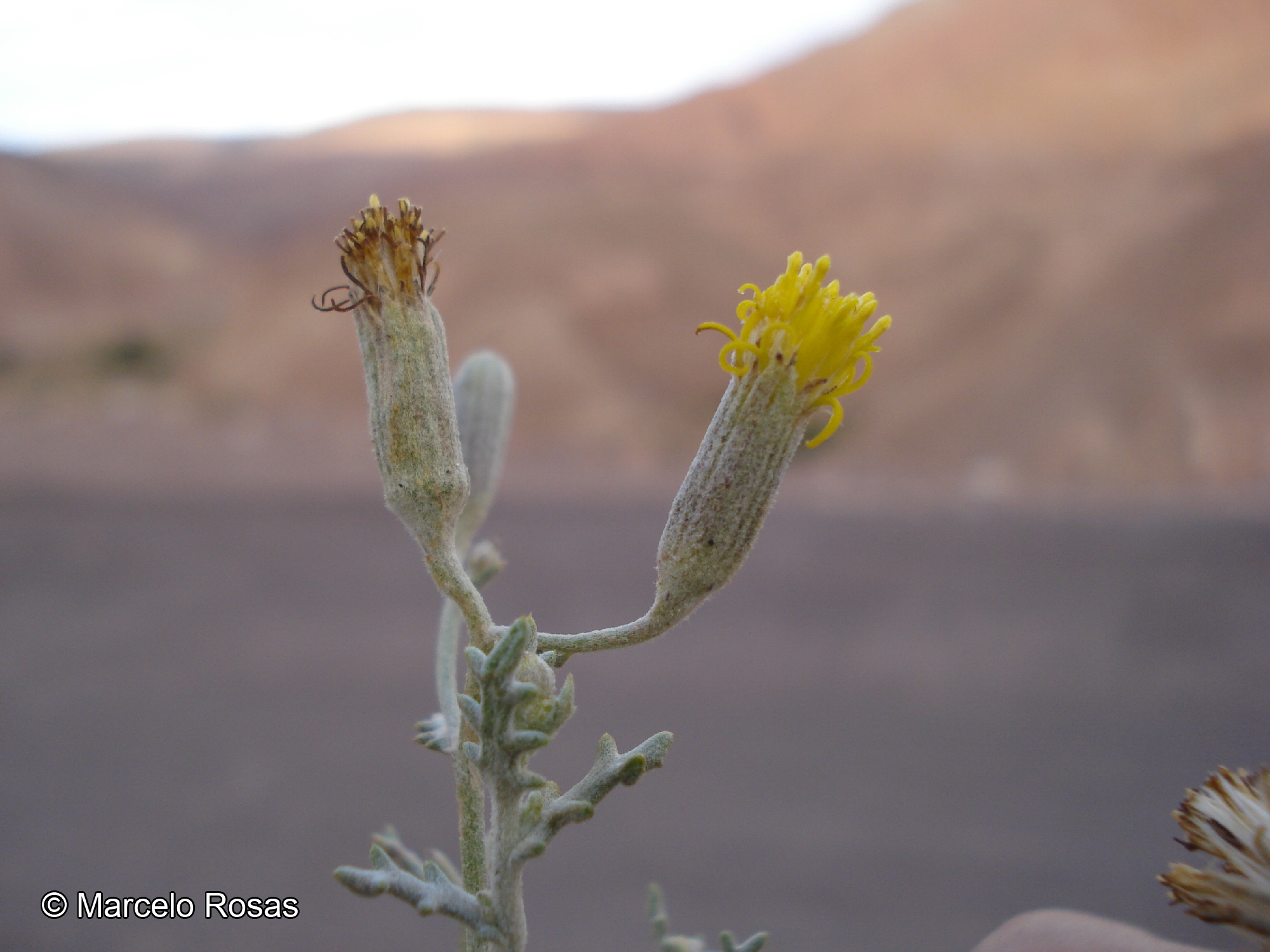 Senecio dichotomus [Imagen de galería: 29126]