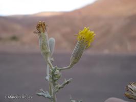 Senecio dichotomus [Imagen de galería: 29126]