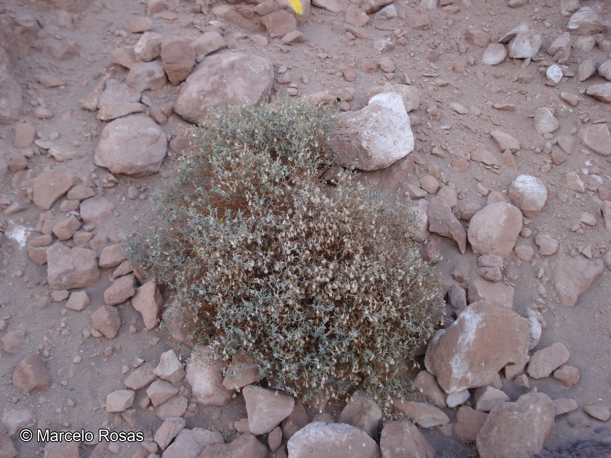 Senecio dichotomus [Imagen de galería: 29127]