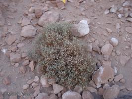 Senecio dichotomus [Imagen de galería: 29127]