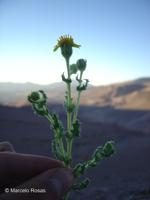 Senecio hirtus [Imagen de galería: 29139]
