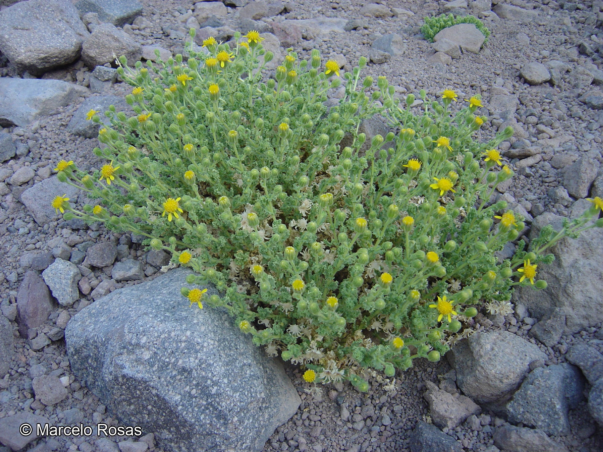 Senecio hirtus [Imagen de galería: 29140]