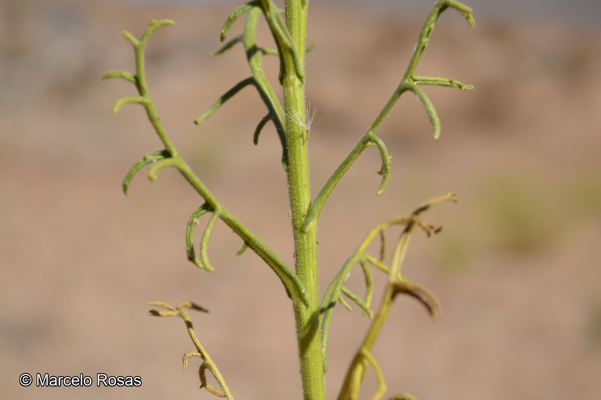 Senecio jorquerae [Imagen de galería: 29141]