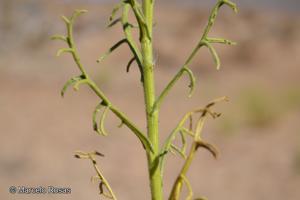 Senecio jorquerae [Imagen de galería: 29141]