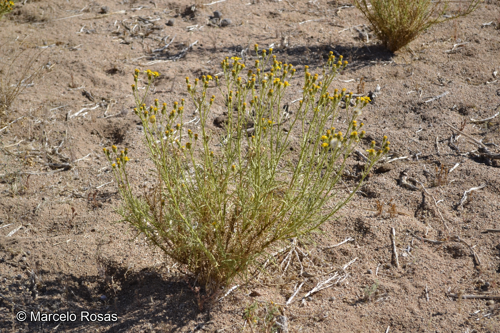 Senecio jorquerae [Imagen de galería: 29142]