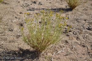 Senecio jorquerae [Imagen de galería: 29142]