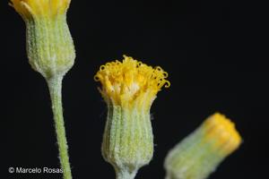 Senecio jungei [Imagen de galería: 29143]