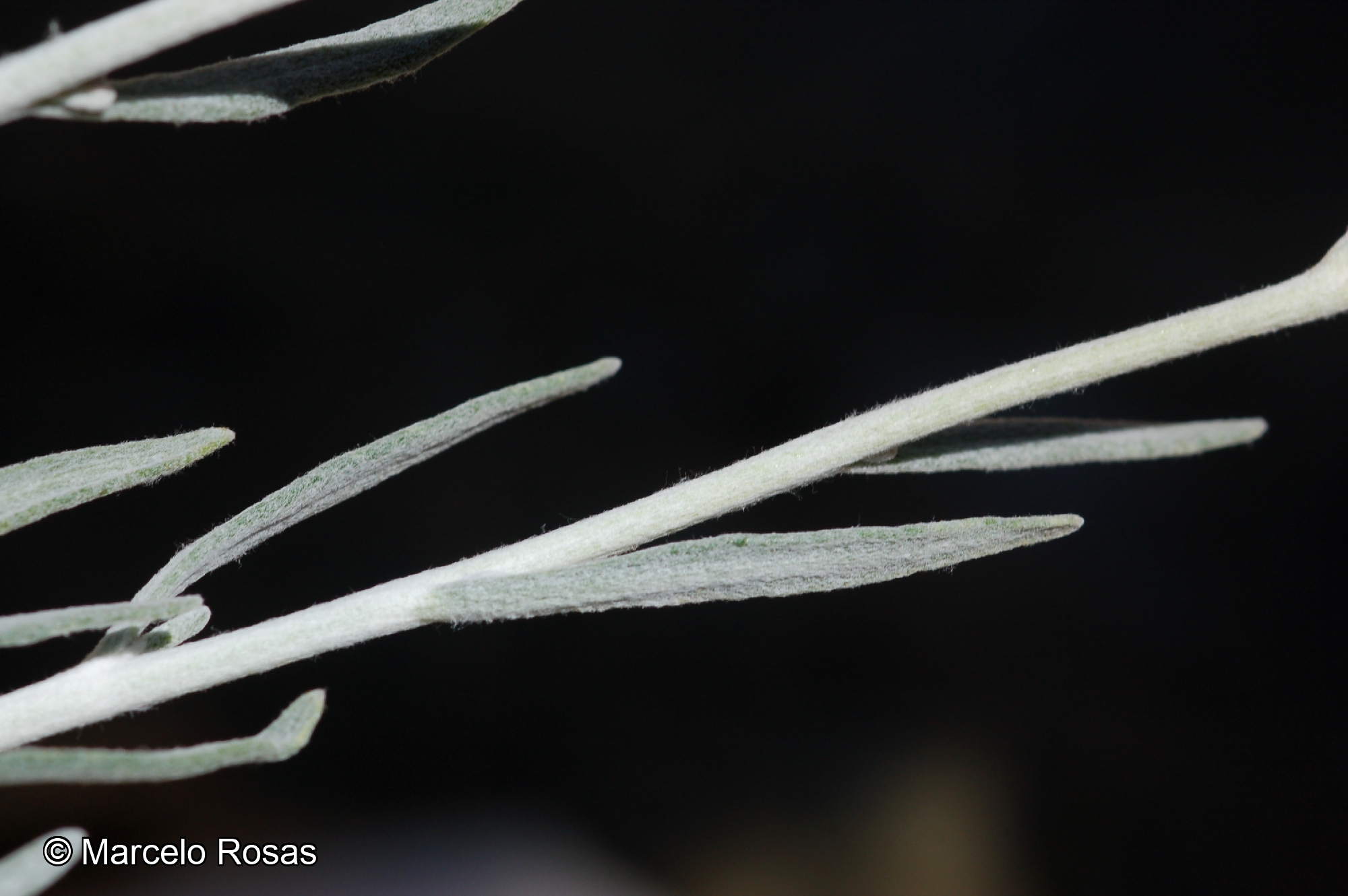 Senecio jungei [Imagen de galería: 29144]
