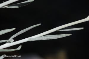 Senecio jungei [Imagen de galería: 29144]