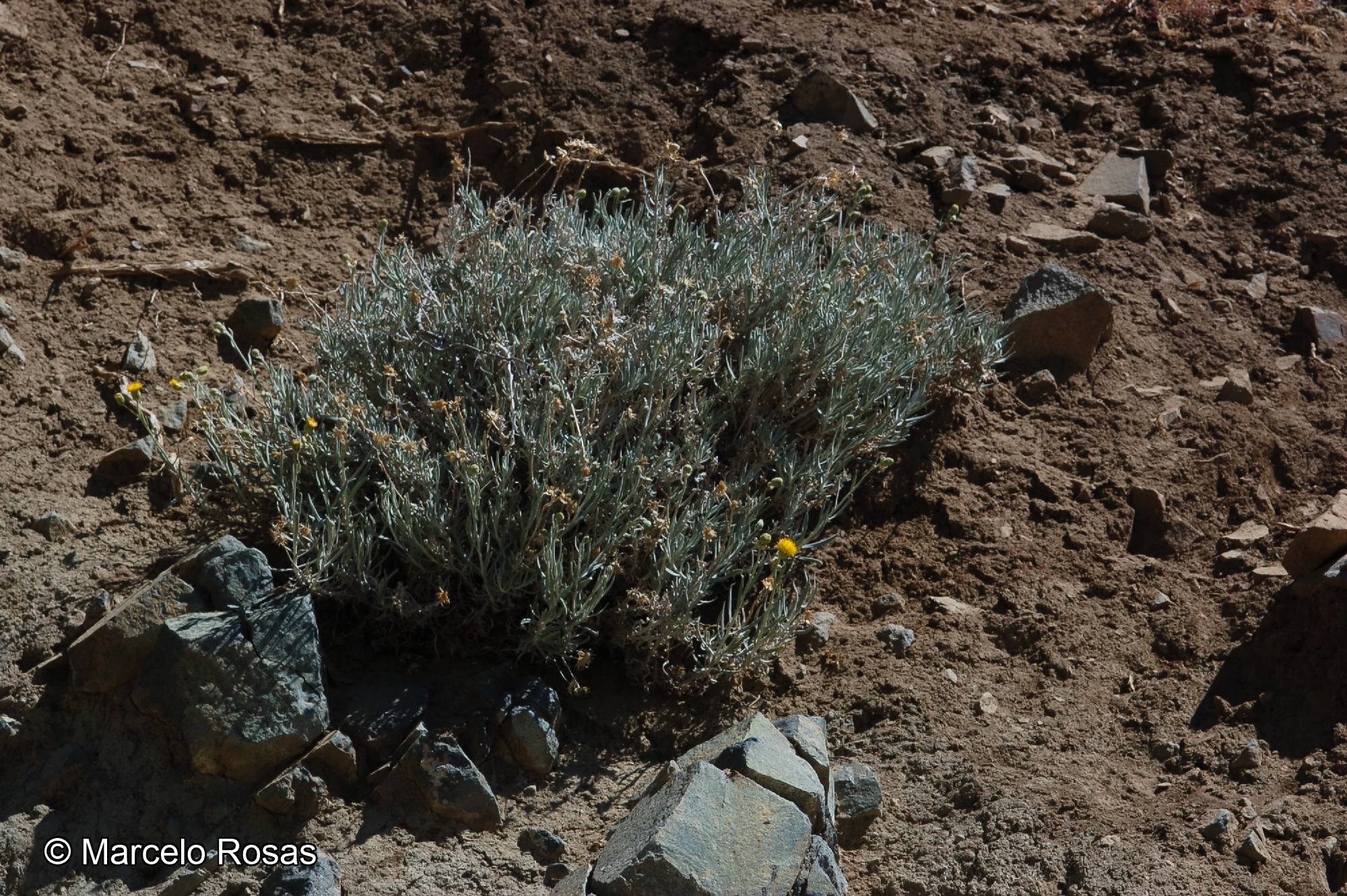 Senecio jungei [Imagen de galería: 29145]