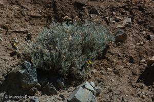 Senecio jungei [Imagen de galería: 29145]