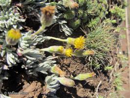 Senecio looseri [Imagen de galería: 29148]