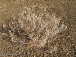 Senecio micropifolius [Imagen de galería: 29152]