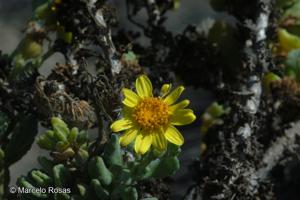 Senecio munnozii [Imagen de galería: 29154]
