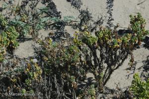 Senecio munnozii [Imagen de galería: 29155]