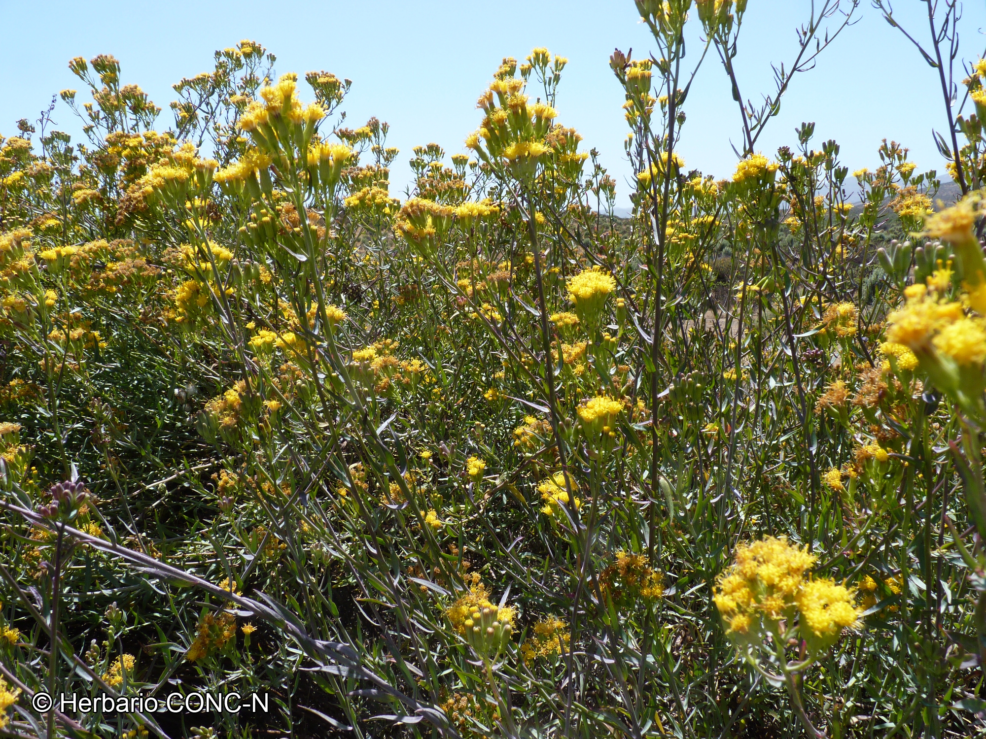 Senecio murorum [Imagen de galería: 29156]