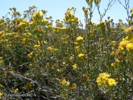 Senecio murorum [Imagen de galería: 29156]