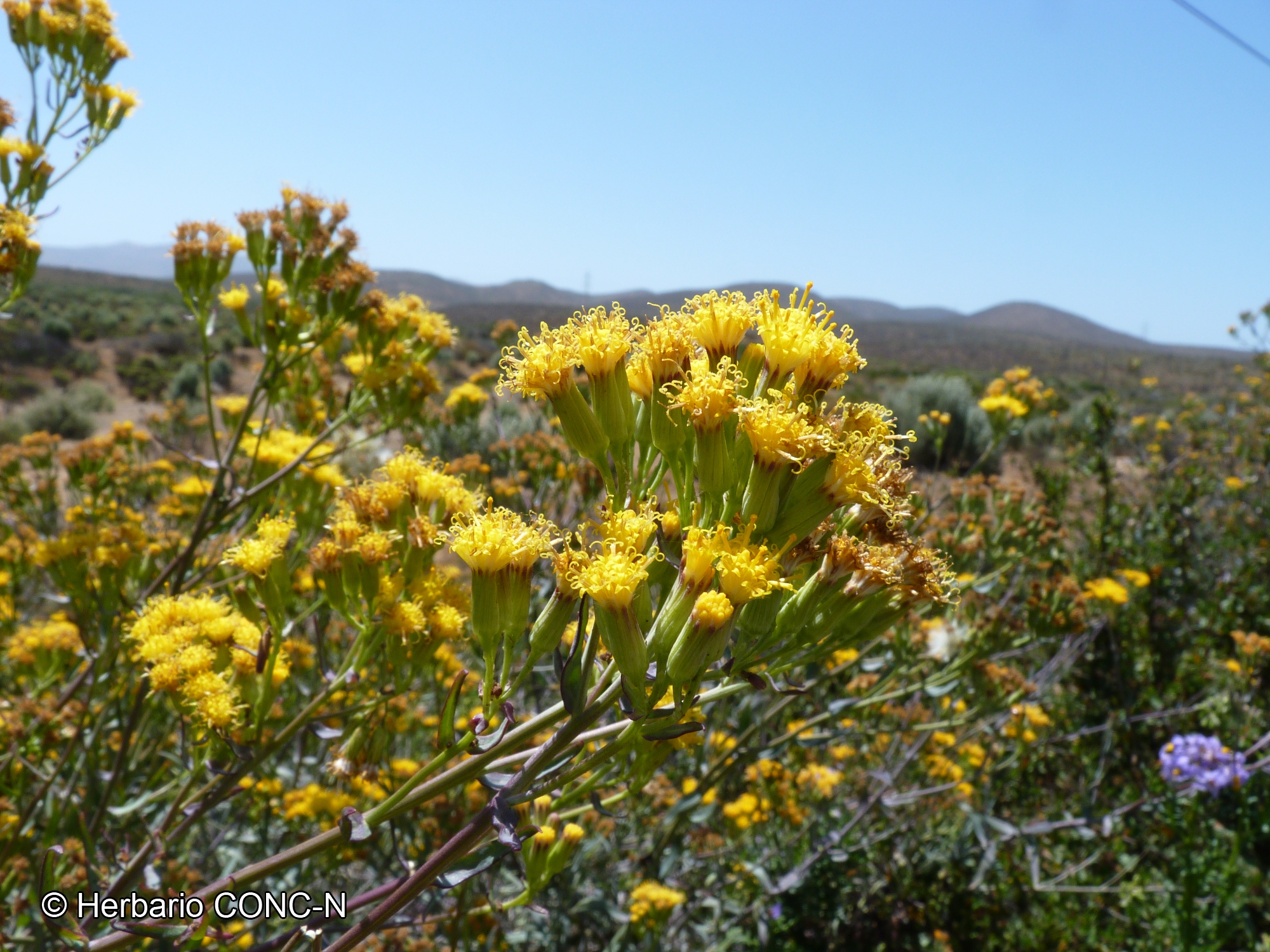 Senecio murorum [Imagen de galería: 29157]