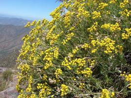 Senecio murorum [Imagen de galería: 29158]