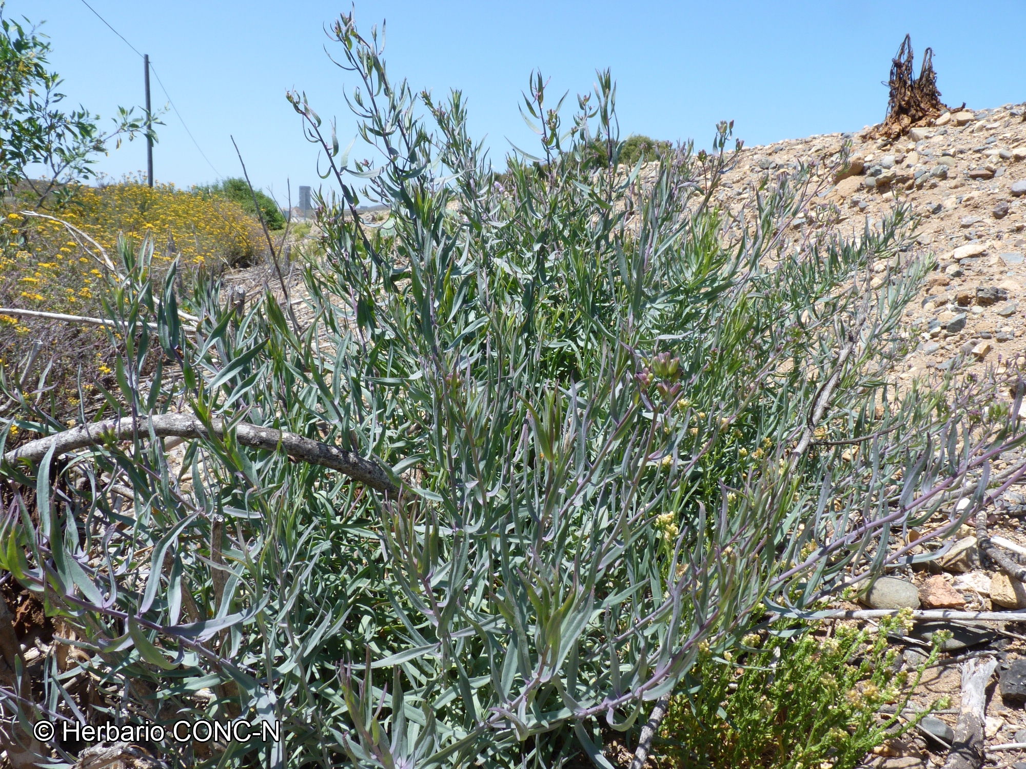 Senecio murorum [Imagen de galería: 29159]