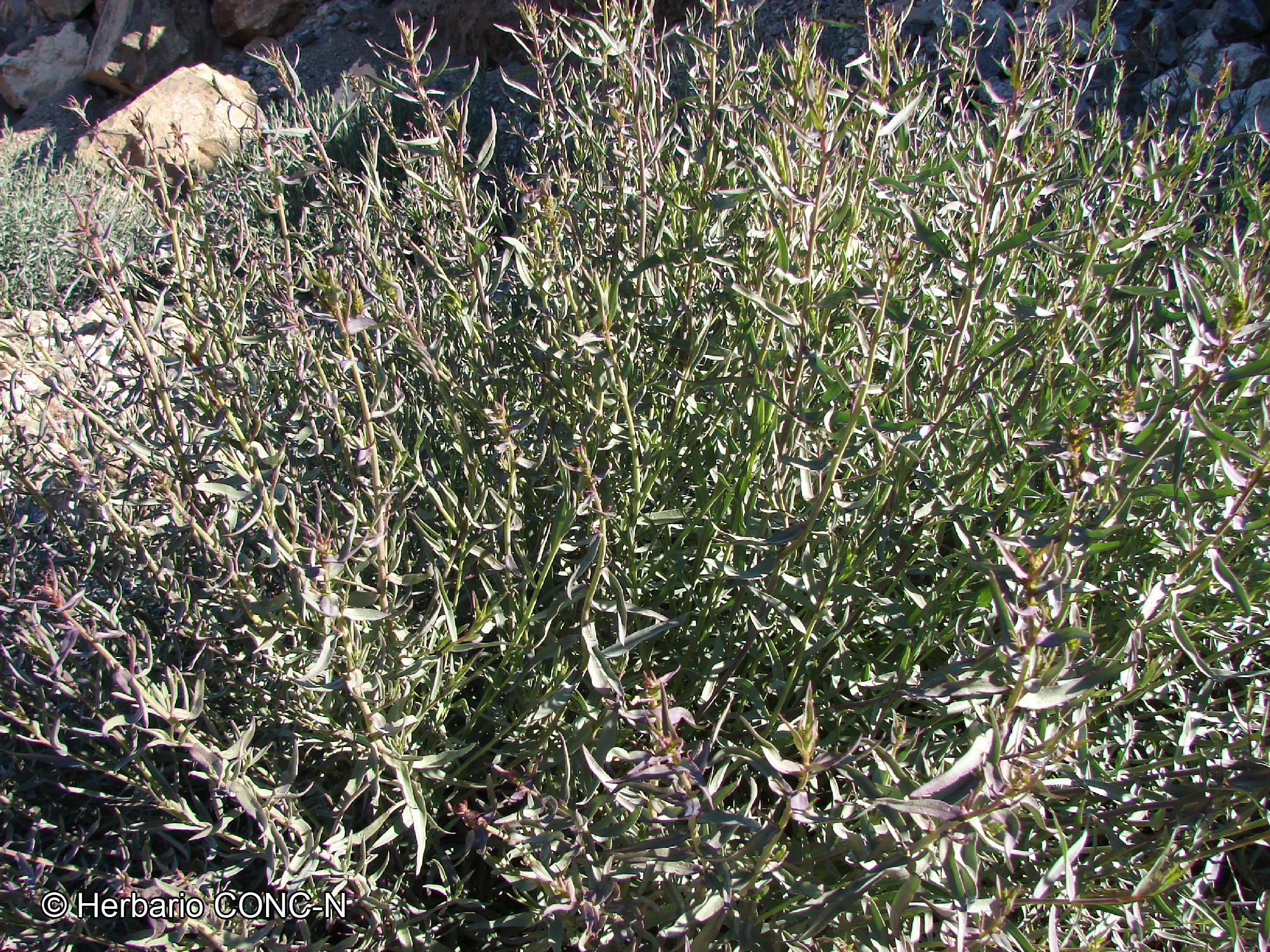 Senecio murorum [Imagen de galería: 29160]