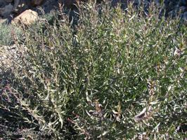 Senecio murorum [Imagen de galería: 29160]