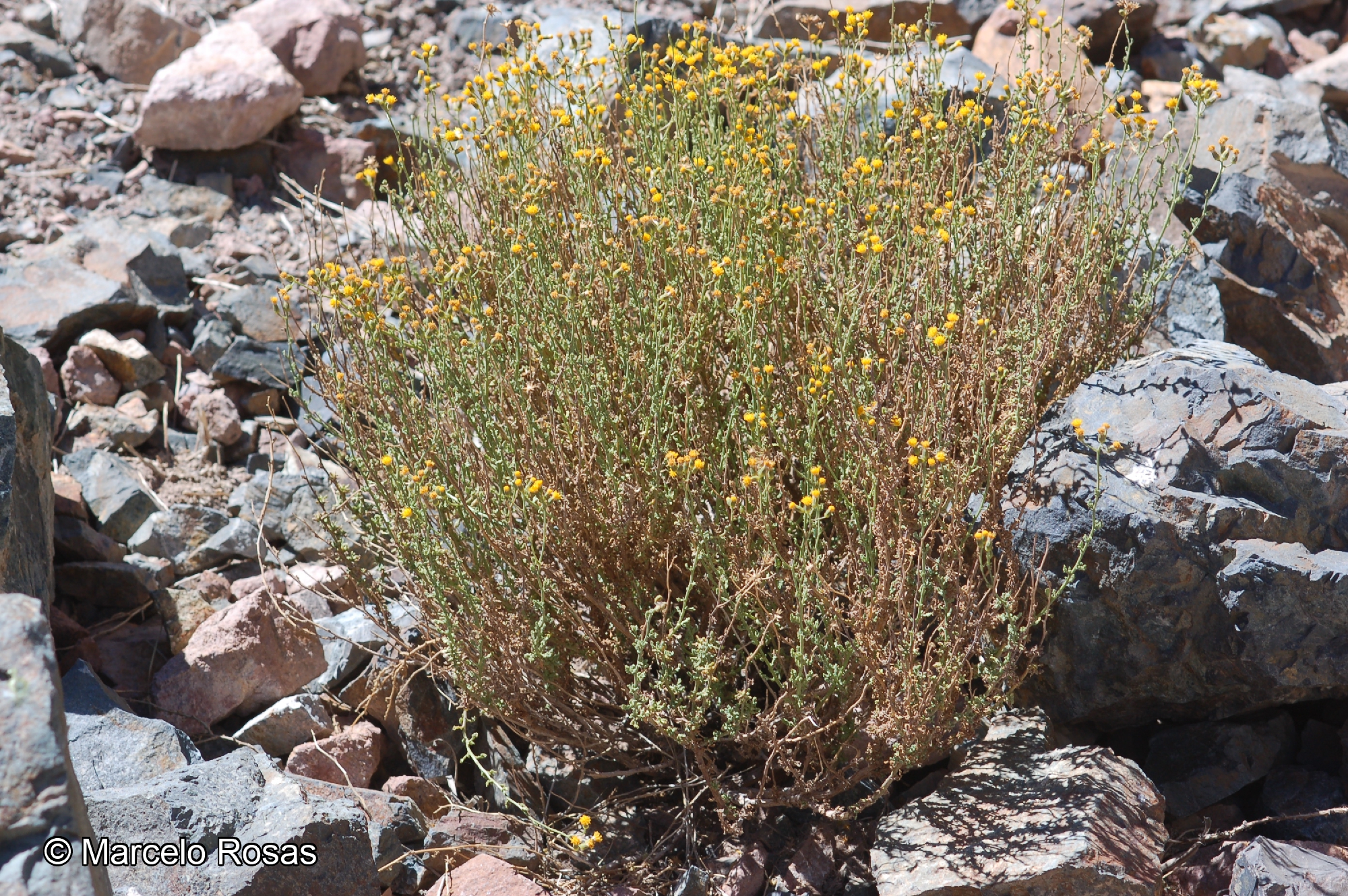Senecio oreophyton [Imagen de galería: 29161]