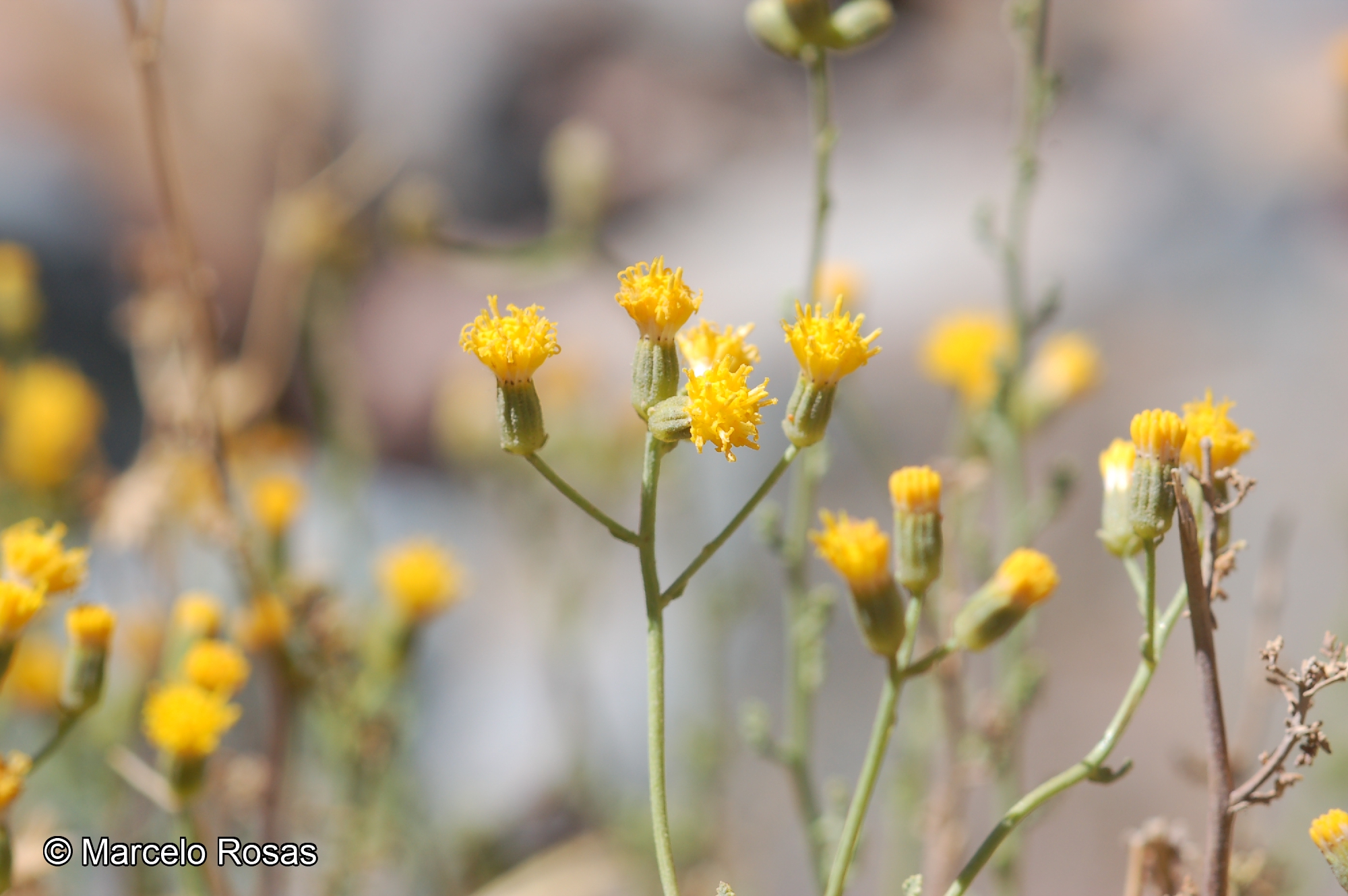 Senecio oreophyton [Imagen de galería: 29162]