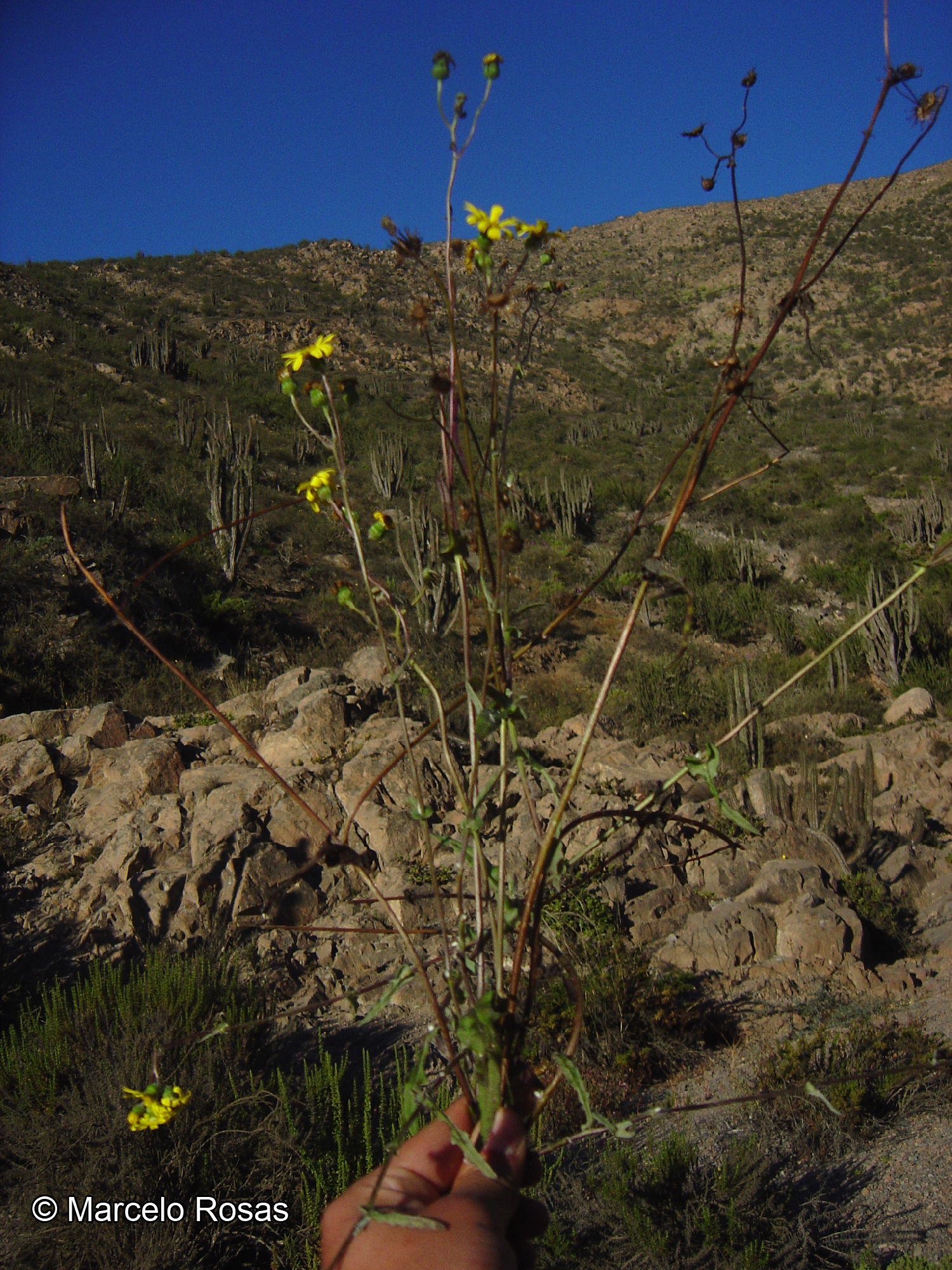 Senecio philippicus [Imagen de galería: 29167]