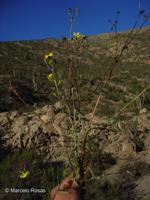 Senecio philippicus [Imagen de galería: 29167]