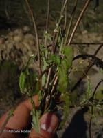 Senecio philippicus [Imagen de galería: 29168]